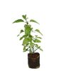 Holy Basil Plant