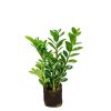 ZZ Plant